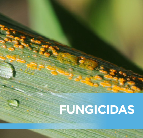 FUNGUICIDAS