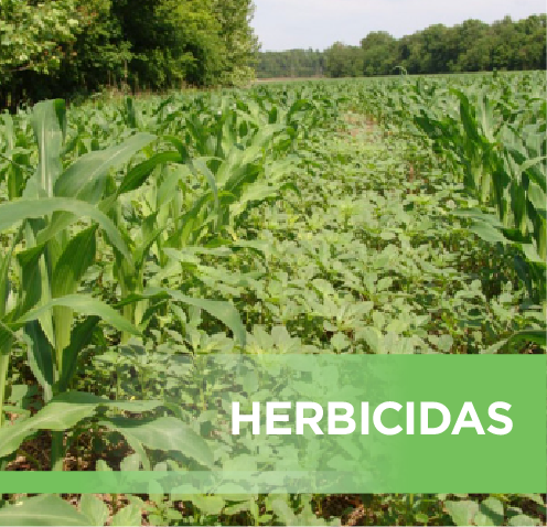 HERBICIDAS
