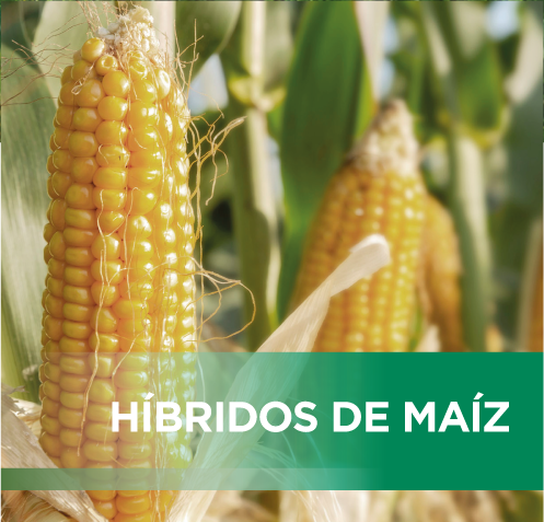 HIBRIDOS DE MAIZ