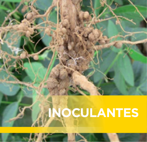 INOCULANTES