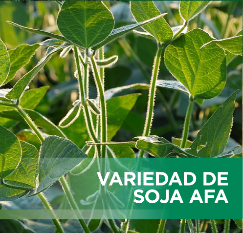 VARIEDAD DE SOJA AFA